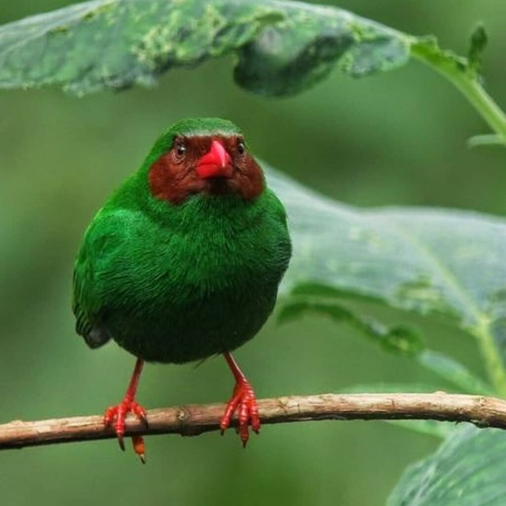 a ruby red mask and emerald green plumage! – The Daily Worlds