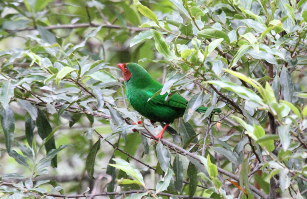 a ruby red mask and emerald green plumage! – The Daily Worlds