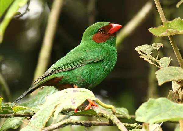 a ruby red mask and emerald green plumage! – The Daily Worlds