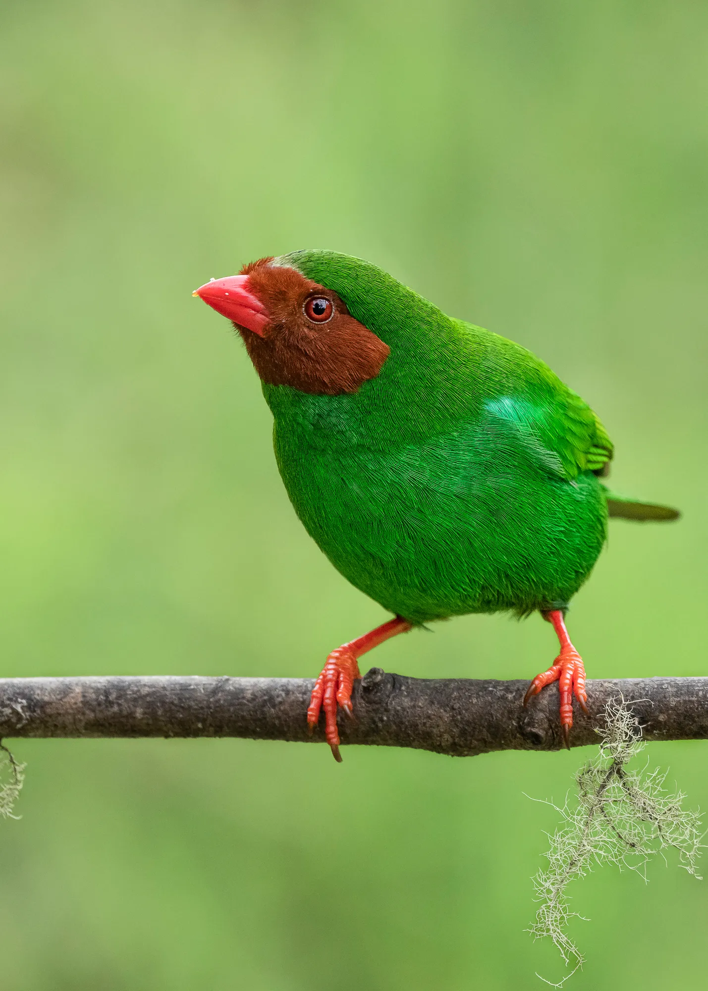 a ruby red mask and emerald green plumage! – The Daily Worlds