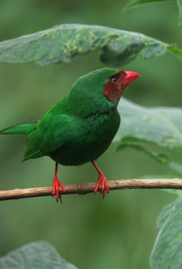 a ruby red mask and emerald green plumage! – The Daily Worlds