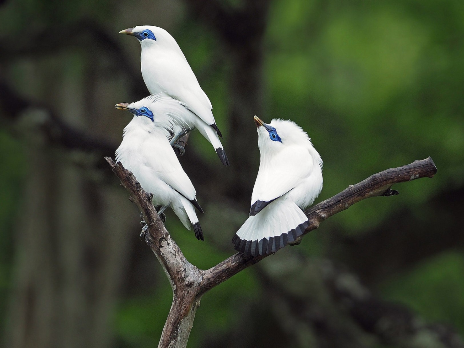 the elegance of the white plumage and green crest of the Bali Myna – The Daily Worlds