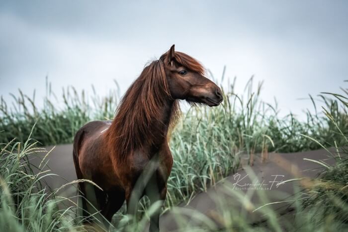 Photographer Takes Photos Of Icelandic Horses – The Oldest Horse Breed In The World