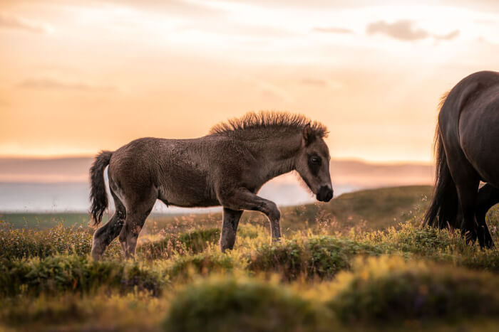 Photographer Takes Photos Of Icelandic Horses – The Oldest Horse Breed In The World