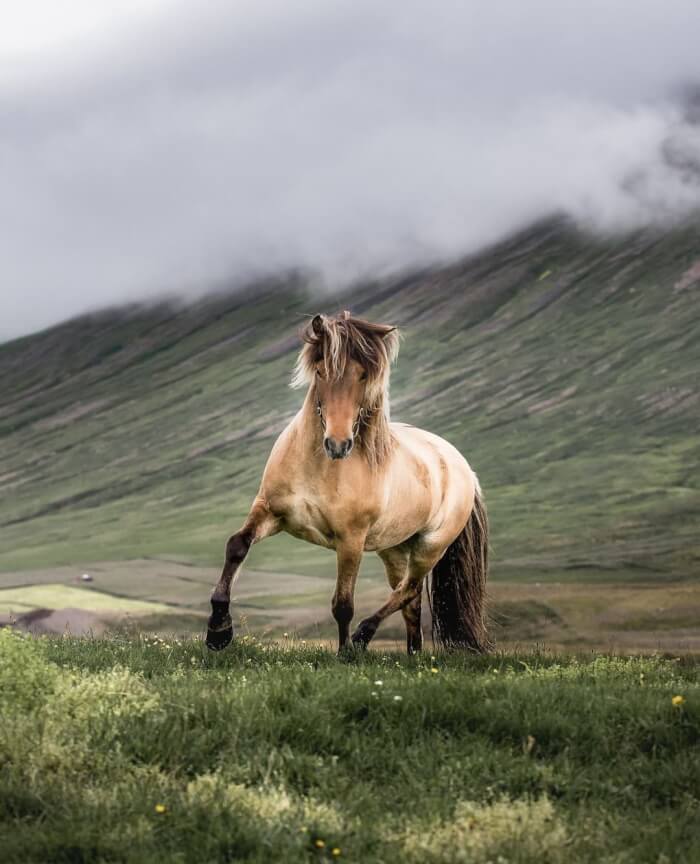 Photographer Takes Photos Of Icelandic Horses – The Oldest Horse Breed In The World