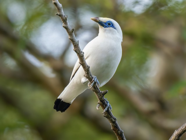 the elegance of the white plumage and green crest of the Bali Myna – The Daily Worlds