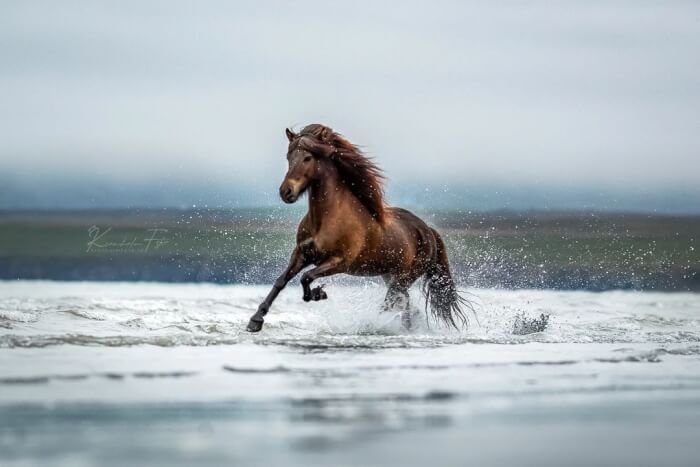 Photographer Takes Photos Of Icelandic Horses – The Oldest Horse Breed In The World