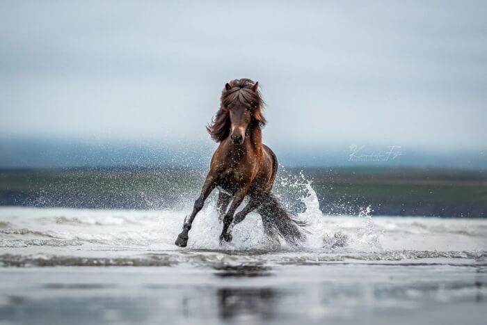 Photographer Takes Photos Of Icelandic Horses – The Oldest Horse Breed In The World