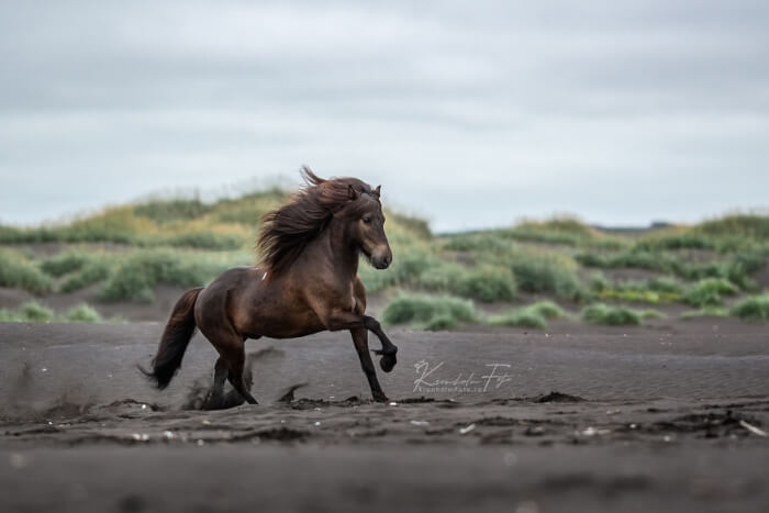 Photographer Takes Photos Of Icelandic Horses – The Oldest Horse Breed In The World