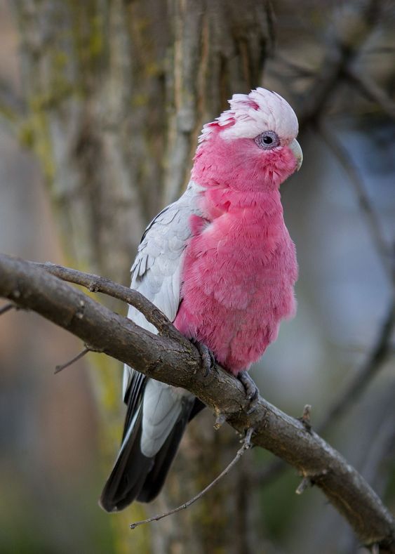 These pink-faced birds will capture your heart with their exquisite colors! – The Daily Worlds