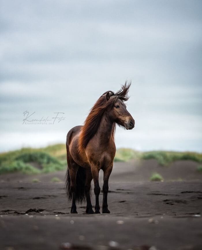 Photographer Takes Photos Of Icelandic Horses – The Oldest Horse Breed In The World