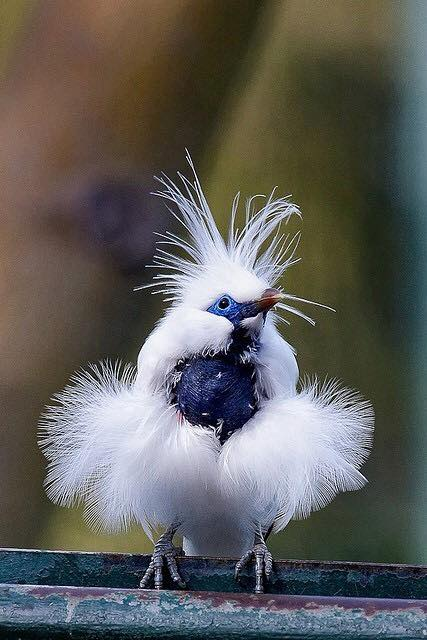 the elegance of the white plumage and green crest of the Bali Myna – The Daily Worlds