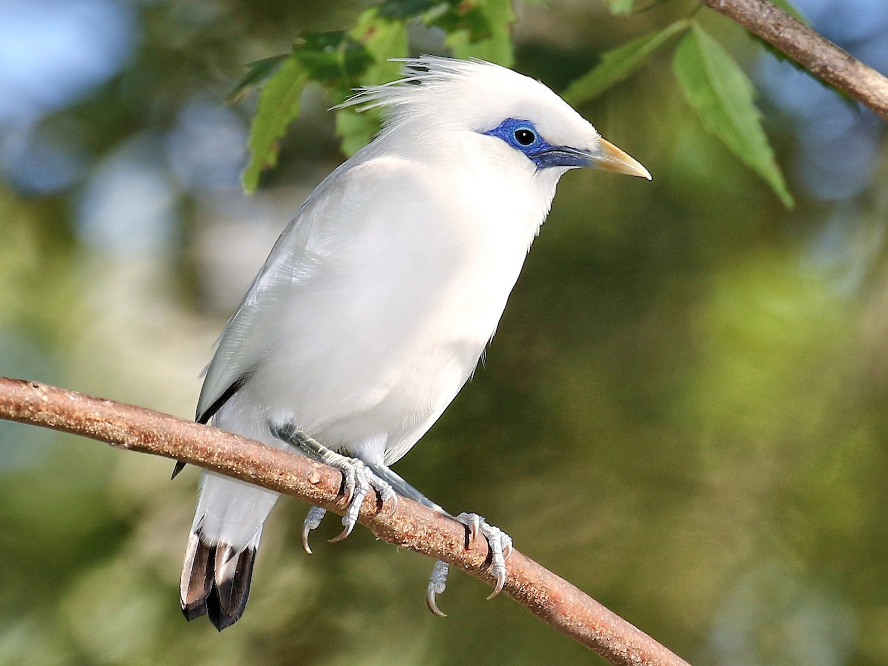 the elegance of the white plumage and green crest of the Bali Myna – The Daily Worlds