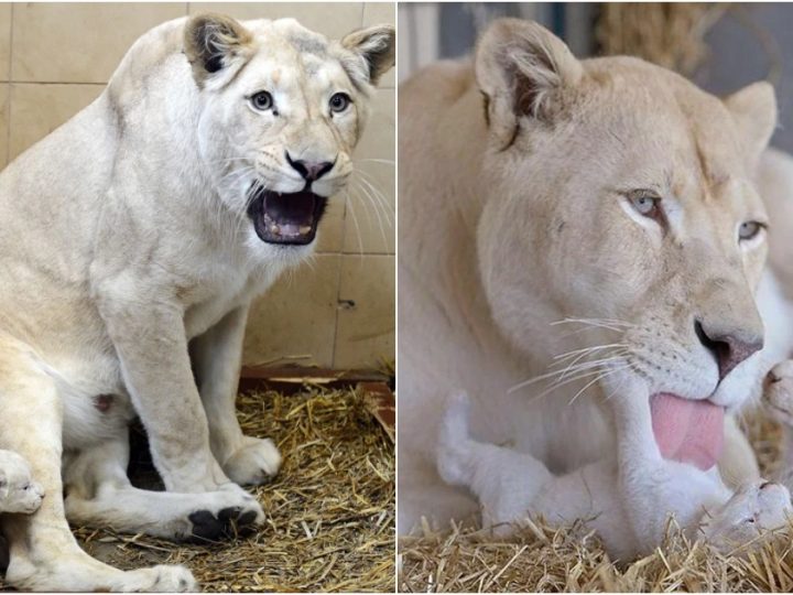 Awe-Inspiring Rarity: Video Showcases Extraordinarily Rare White Lion Quintuplets Basking in Maternal Love at Local Zoo