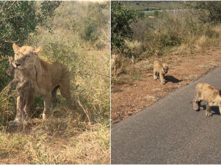 Heartwarming Reunion: Lioness Performs Heroic Rescue Mission to Save Stranded Cubs