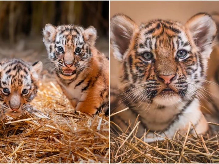 Toledo Zoo’s Twin Tiger Cubs Receive Adorable Names: Ember and Ash