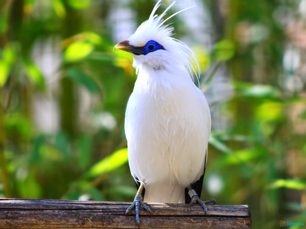 the elegance of the white plumage and green crest of the Bali Myna – The Daily Worlds