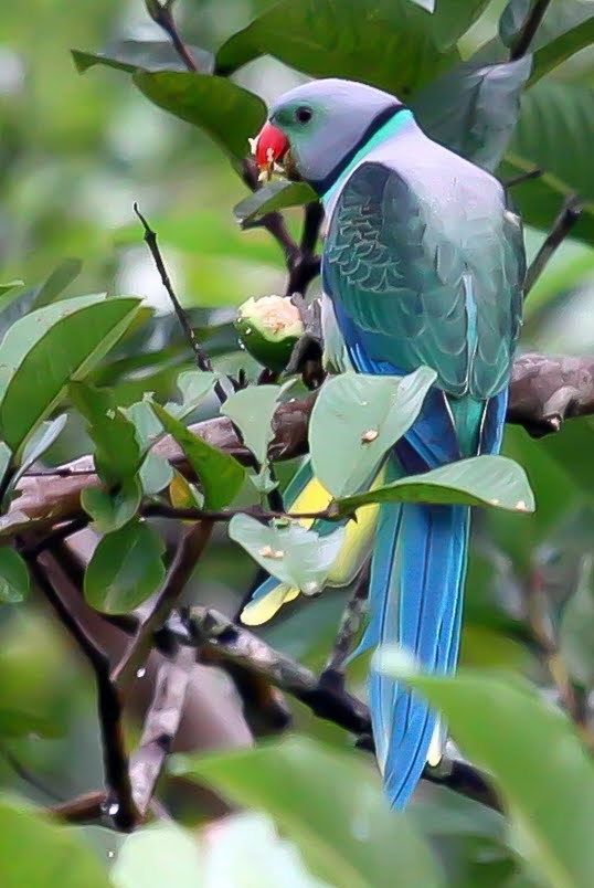 Malabar Parakeet Uncovered: A Vivid Tapestry of Nature's Brilliance