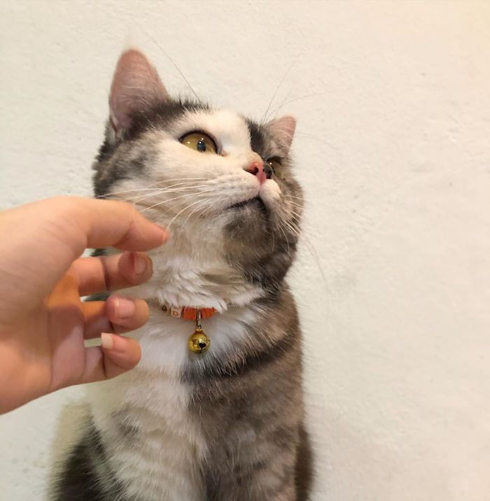 Meet ‘Chimera,’ The Cat Who Has A Unique Face And A Cuddly Personality