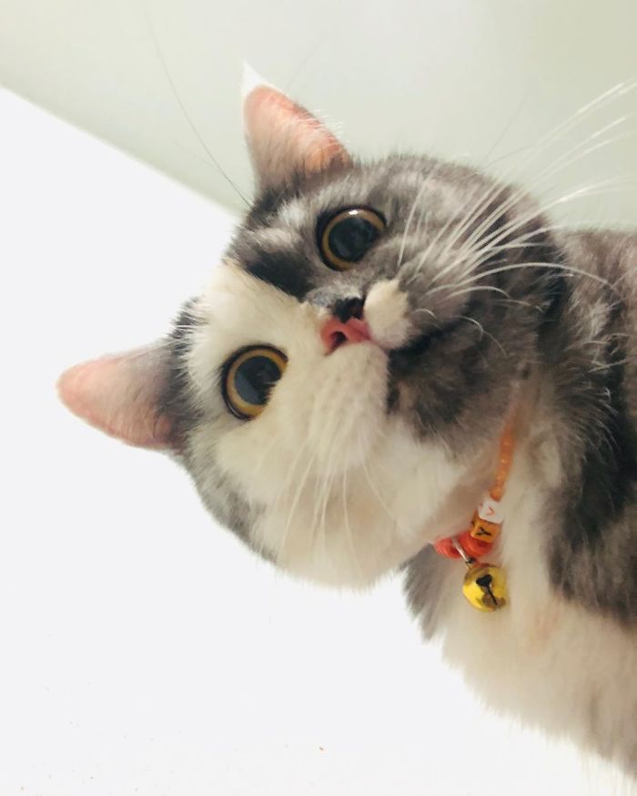 Meet ‘Chimera,’ The Cat Who Has A Unique Face And A Cuddly Personality