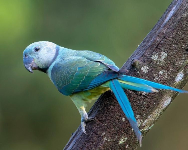 Malabar Parakeet Uncovered: A Vivid Tapestry of Nature's Brilliance