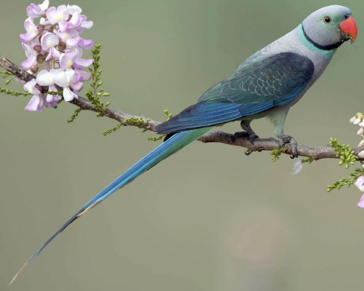 Malabar Parakeet Uncovered: A Vivid Tapestry of Nature's Brilliance