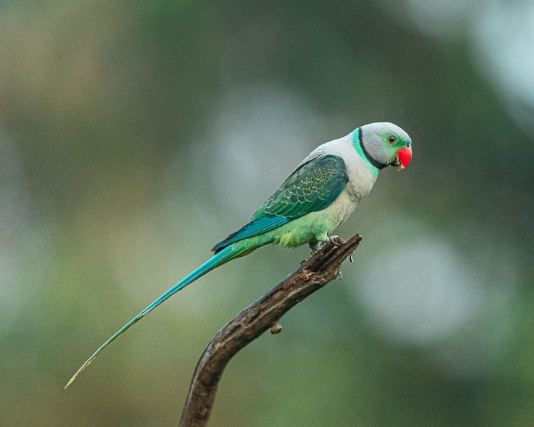 Malabar Parakeet Uncovered: A Vivid Tapestry of Nature's Brilliance