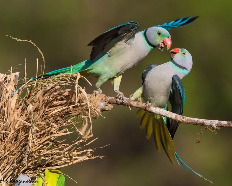 Malabar Parakeet Uncovered: A Vivid Tapestry of Nature's Brilliance