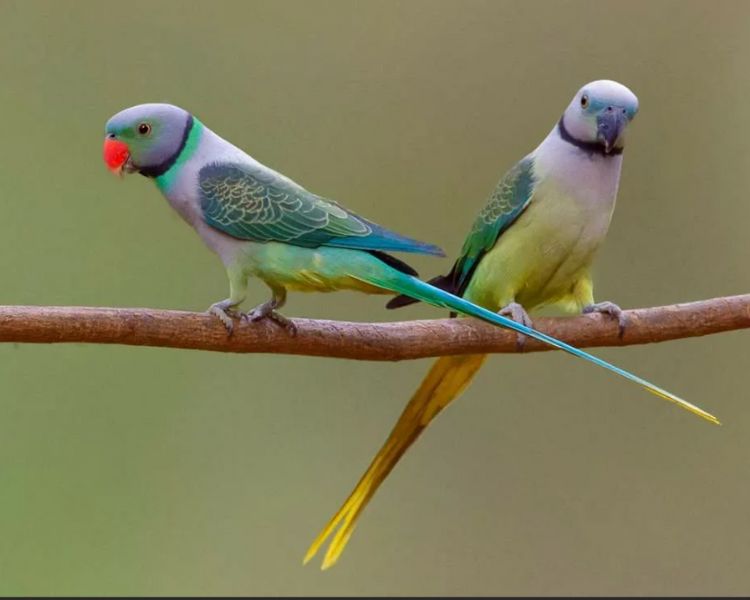 Malabar Parakeet Uncovered: A Vivid Tapestry of Nature's Brilliance