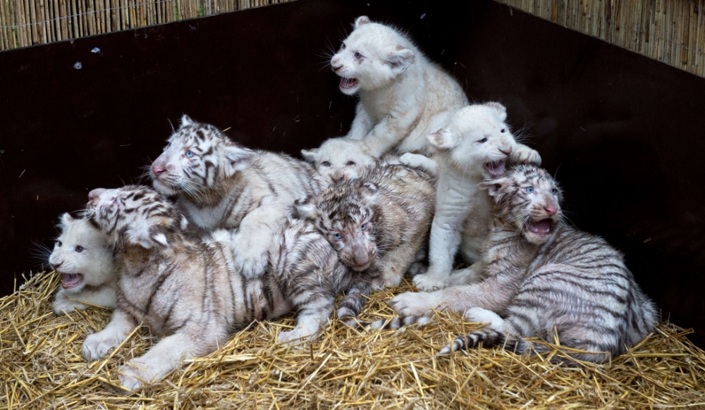 Tiger and lion cubs play together