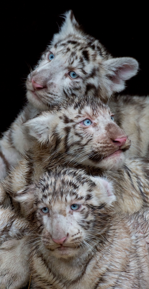 White tiger cubs