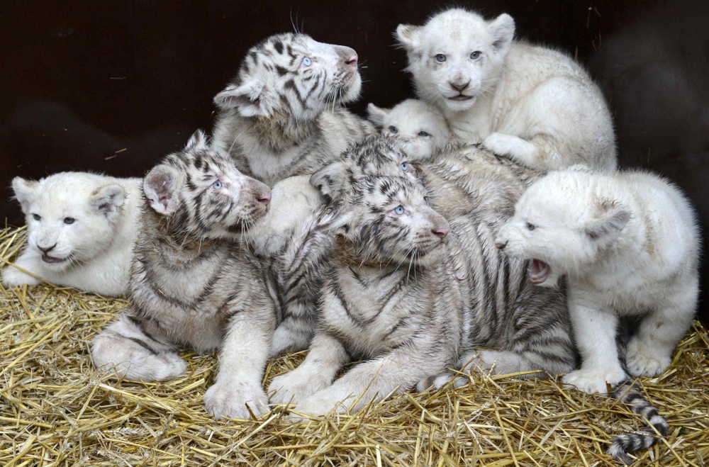 Tiger and lion cubs play together