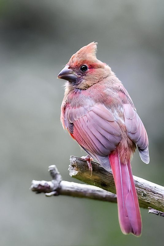 These pink-faced birds will capture your heart with their exquisite colors! – The Daily Worlds