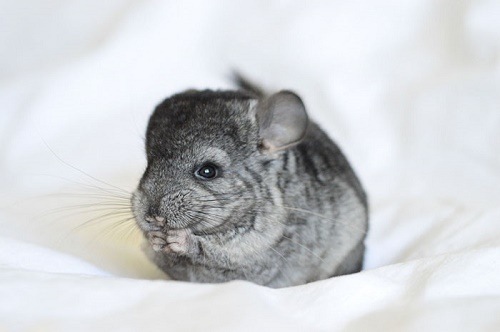 "be-soc-chuot-chinchilla-dang-love"