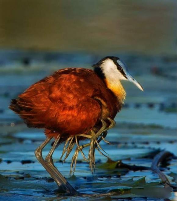 gà lôi nước, African jacana bird, khám phá thiên nhiên