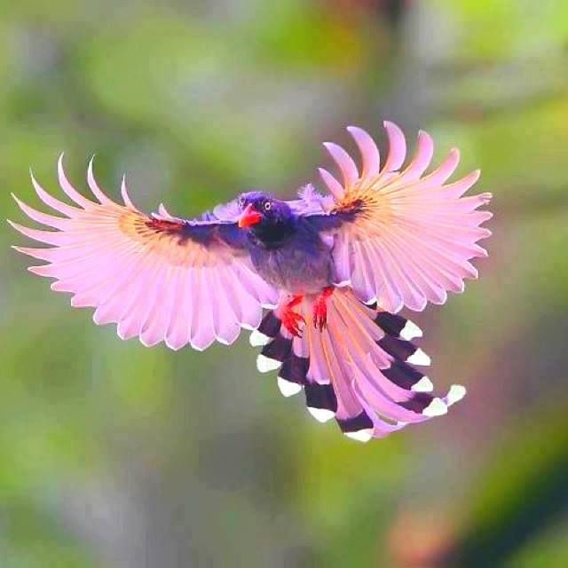 These pink-faced birds will capture your heart with their exquisite colors! – The Daily Worlds