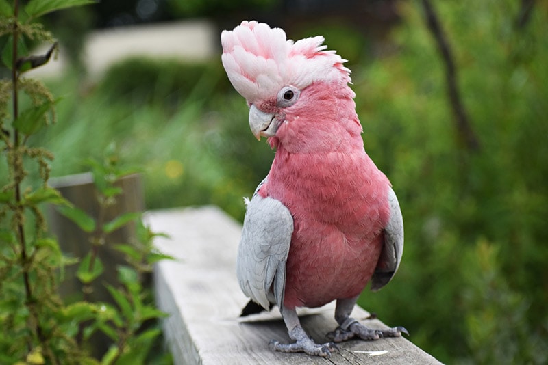 These pink-faced birds will capture your heart with their exquisite colors! – The Daily Worlds