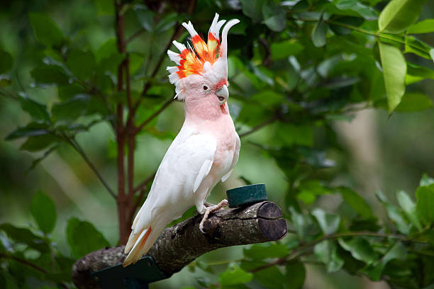 These pink-faced birds will capture your heart with their exquisite colors! – The Daily Worlds