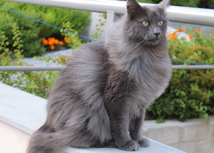 "meow-long-xu-nebelung"