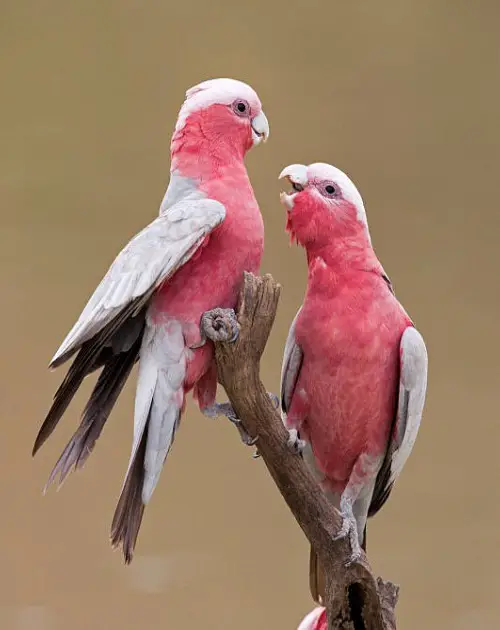 These pink-faced birds will capture your heart with their exquisite colors! – The Daily Worlds