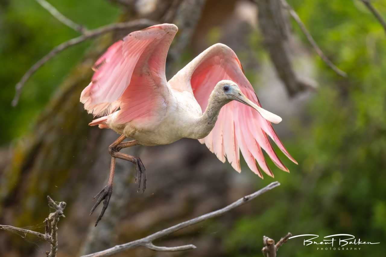 These pink-faced birds will capture your heart with their exquisite colors! – The Daily Worlds