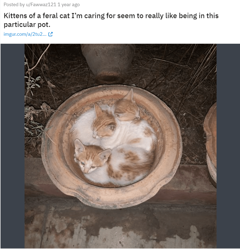 Posted by u/Fawwaz121 1 year ago Kittens of a feral cat I'm caring for seem to really like being in this particular pot. imgur.com/a/2tu2...