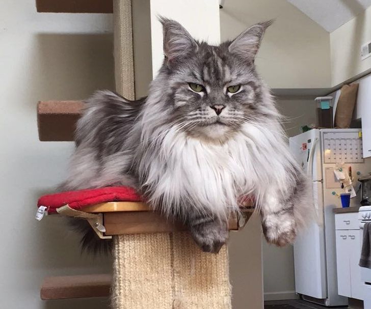 "Boss Cats: Behold the Majesty of 21 Maine Coons That Rule the Feline Kingdom" - yeudon