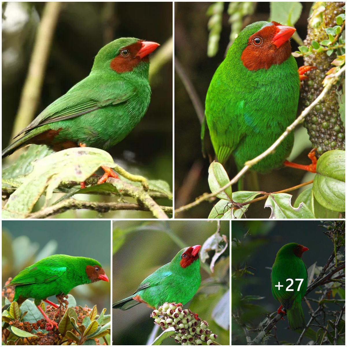 Unraveling the mystery: a ruby red mask and emerald green plumage!