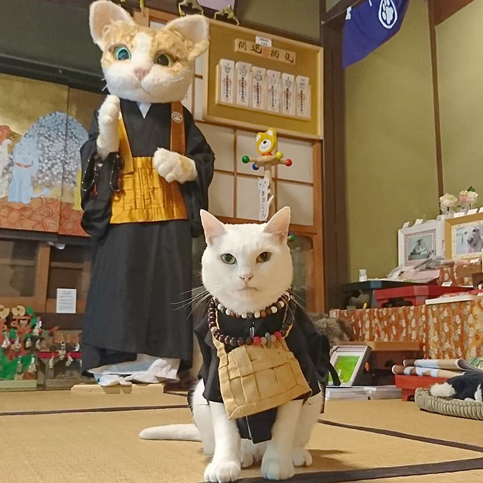 Cats Showcasing Their Ultimate Mastery in a Unique Manner at a Japanese Temple.NgocChau