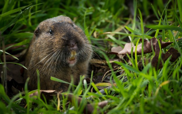 pocket gopher peeking out of burrow