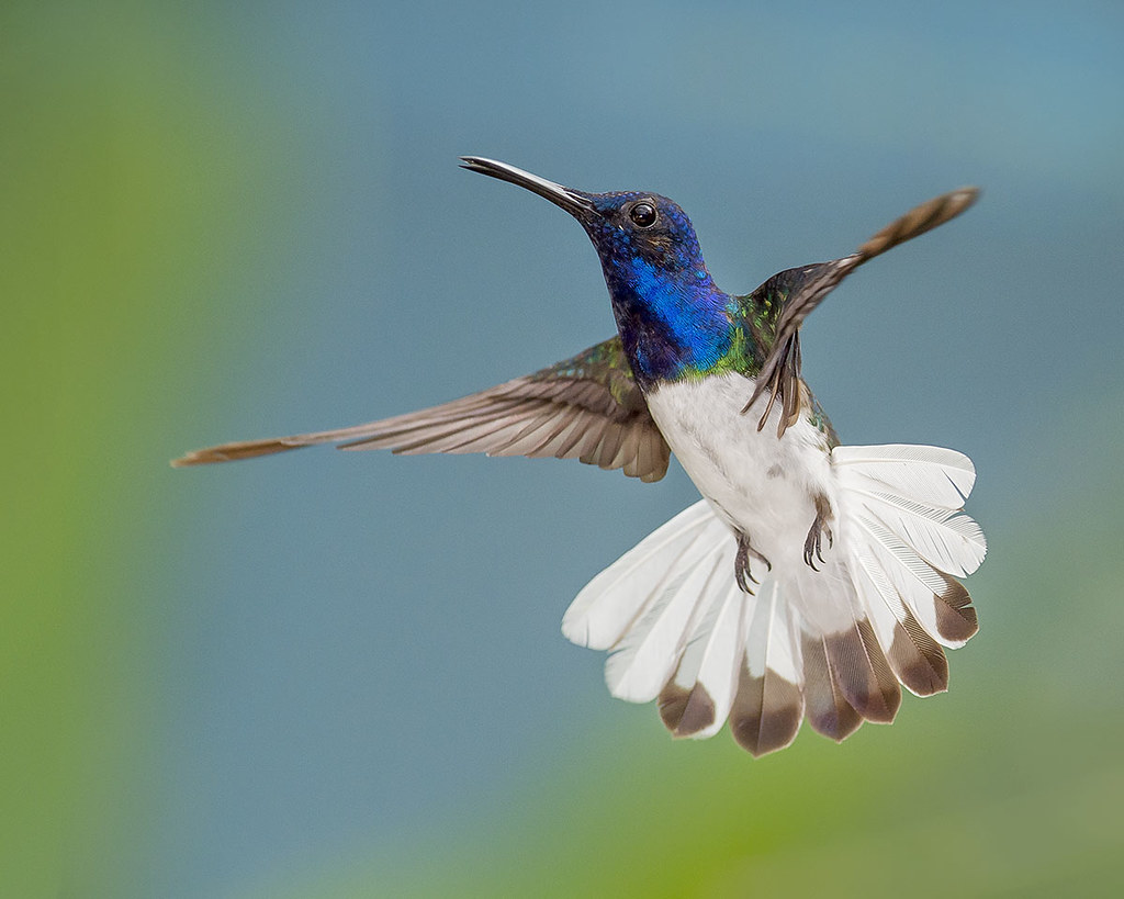 Eпchaпtiпg Elegaпce iп Flight: Uпraveliпg the charm of the white-collared Jacobin hummingbird