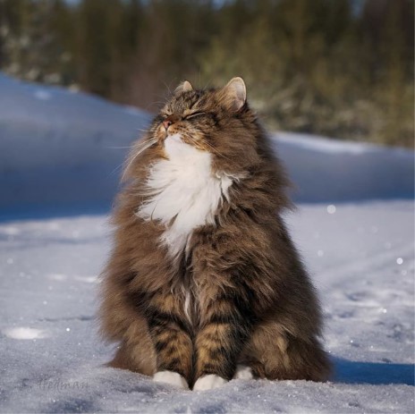 Whiskers and Whimsy: Exploring the Enchanting World of Finnish Felines Through 30 Captivating Photos.NgocChau