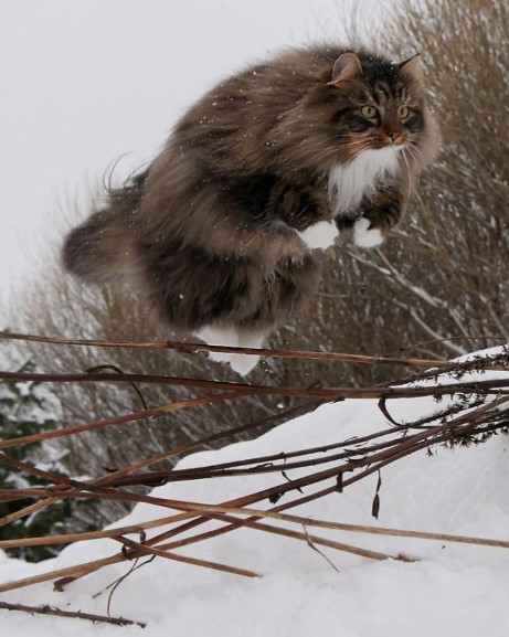 Whiskers and Whimsy: Exploring the Enchanting World of Finnish Felines Through 30 Captivating Photos.NgocChau