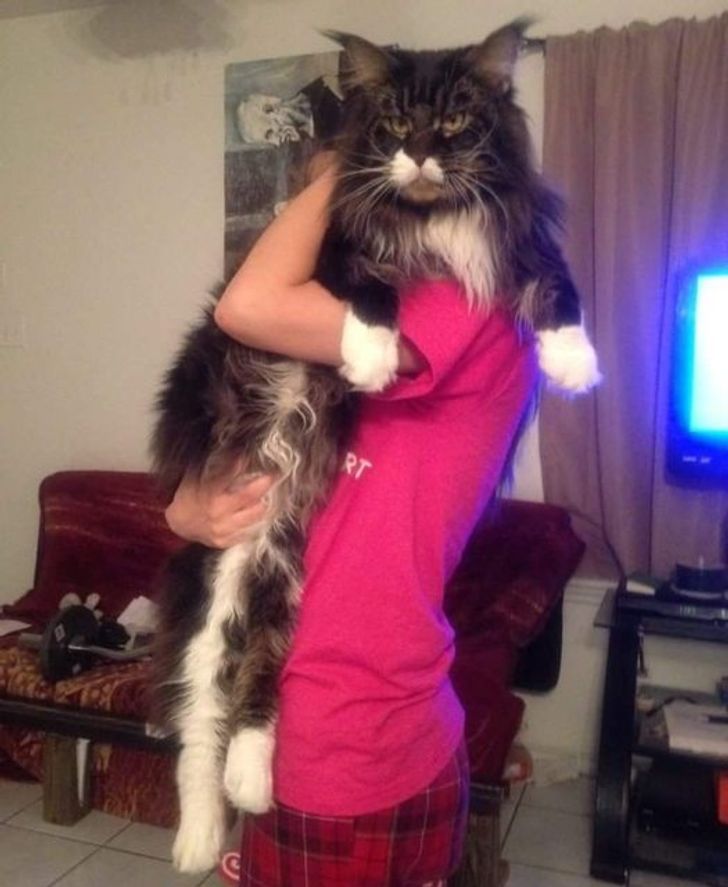 "Boss Cats: Behold the Majesty of 21 Maine Coons That Rule the Feline Kingdom" - yeudon